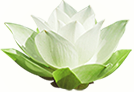 Symbolbild Lotosblüte